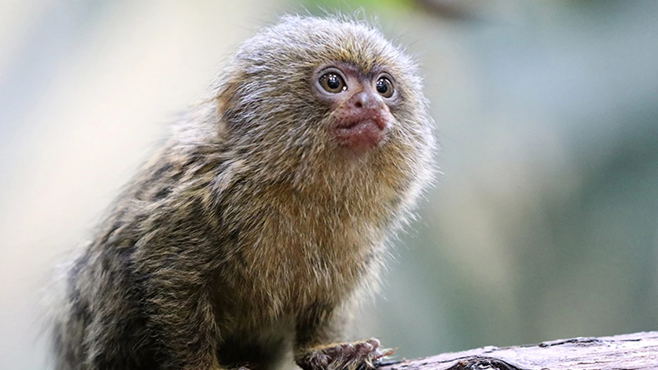 Maymuna görülmemiş eziyet: Uyuşturucu verdi, klozete atıp üstüne sifonu çekti